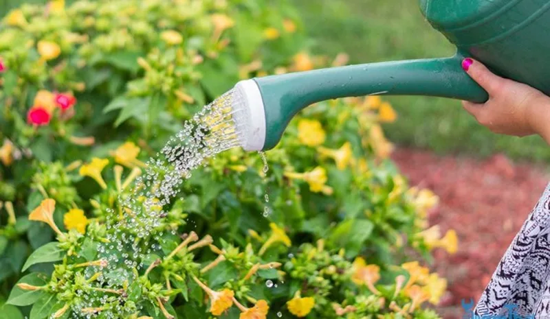 Ánh nắng ban ngày sẽ nhanh chóng làm khô các giọt nước đọng trên lá, ngăn ngừa nấm bệnh.