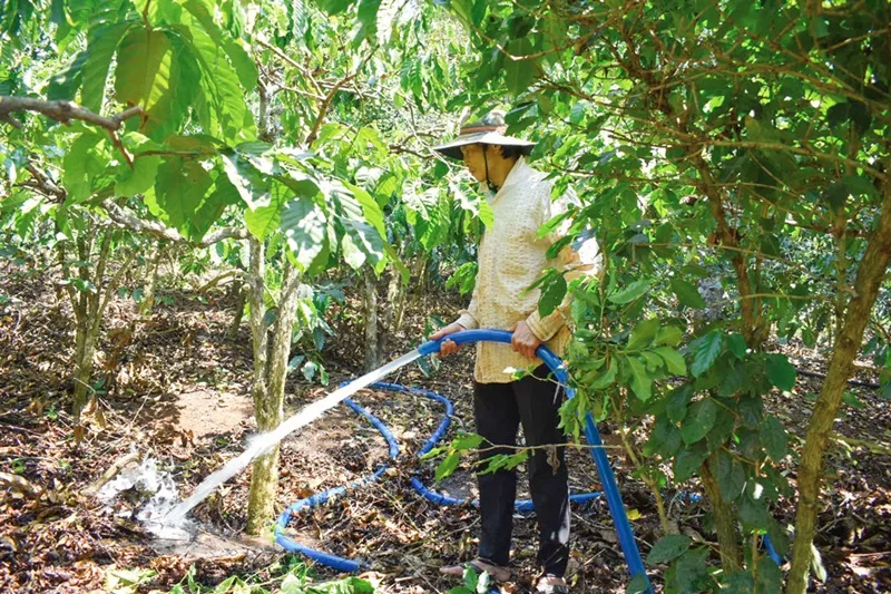 Nếu tưới cây vào chiều muộn, người làm vườn chỉ nên tưới trực tiếp vào phần gốc.