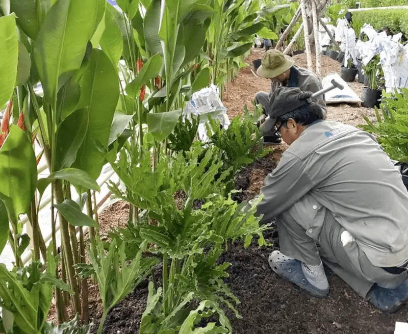 Tuyệt đối không tưới cây vào giữa trưa vì các giọt nước đọng trên lá sẽ gây ra hiệu ứng cháy lá.
