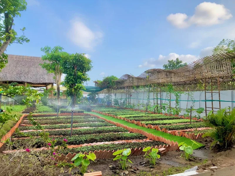 Kỹ thuật tưới sâu giúp rễ cây đâm dài xuống lòng đất và chịu hạn tốt hơn vào mùa hè.
