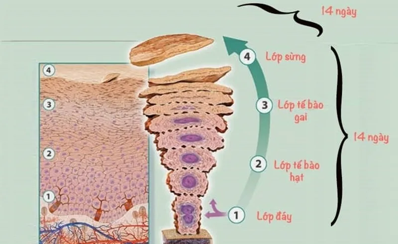 Hiểu rõ chu kỳ sừng hóa của da giúp bạn lựa chọn phương pháp dưỡng trắng khoa học.