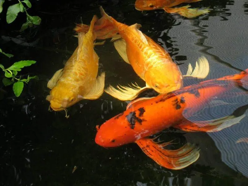 Giấc mộng bắt được nhiều cá mang điềm báo đại cát, tài lộc dồi dào bao vây lấy bạn.