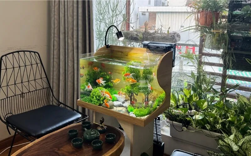 Hình ảnh bể cá cảnh trong phòng khách mang lại năng lượng bình an, thư thái và phong thủy tốt.