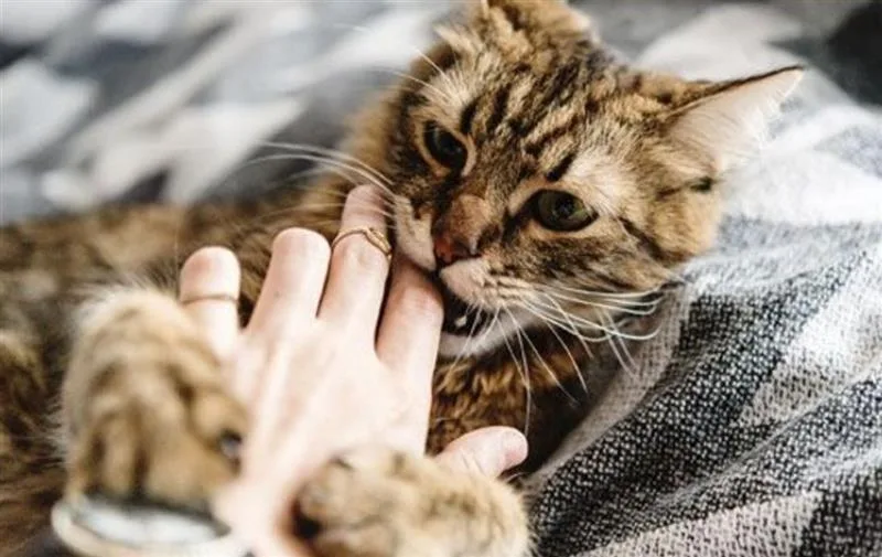 nằm mơ thấy mèo đánh số mấy